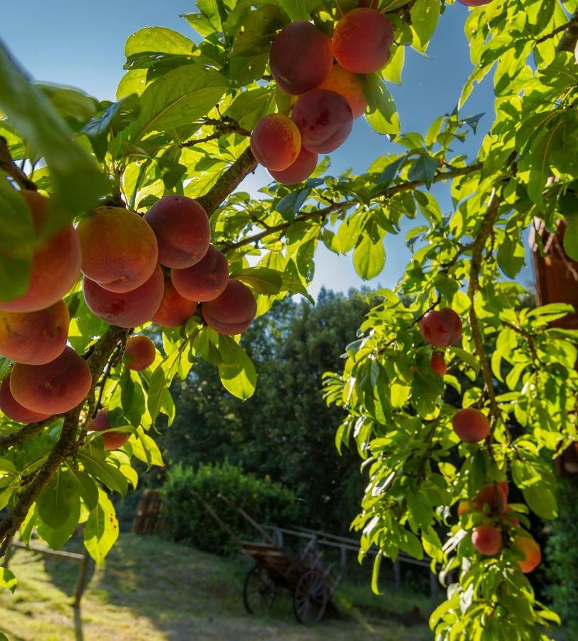 Agriturismo Alle Rose โวลแตร์รา ภายนอก รูปภาพ